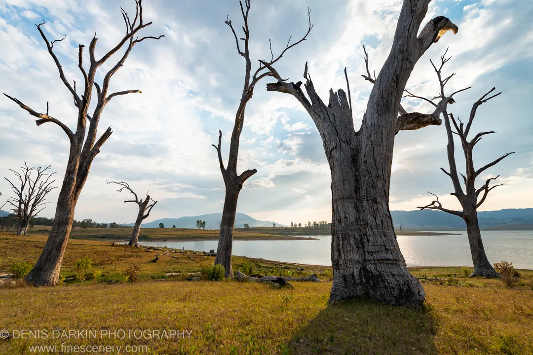 Weathered, leafless eucalyptus trunks catch warm afternoon light along the dry bank at Lake St Clair, New South Wales.