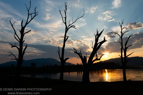 Four bare tree trunks in silhouette against a sunset sunburst, reflected in the still surface of Lake St Clair, New South Wales.
