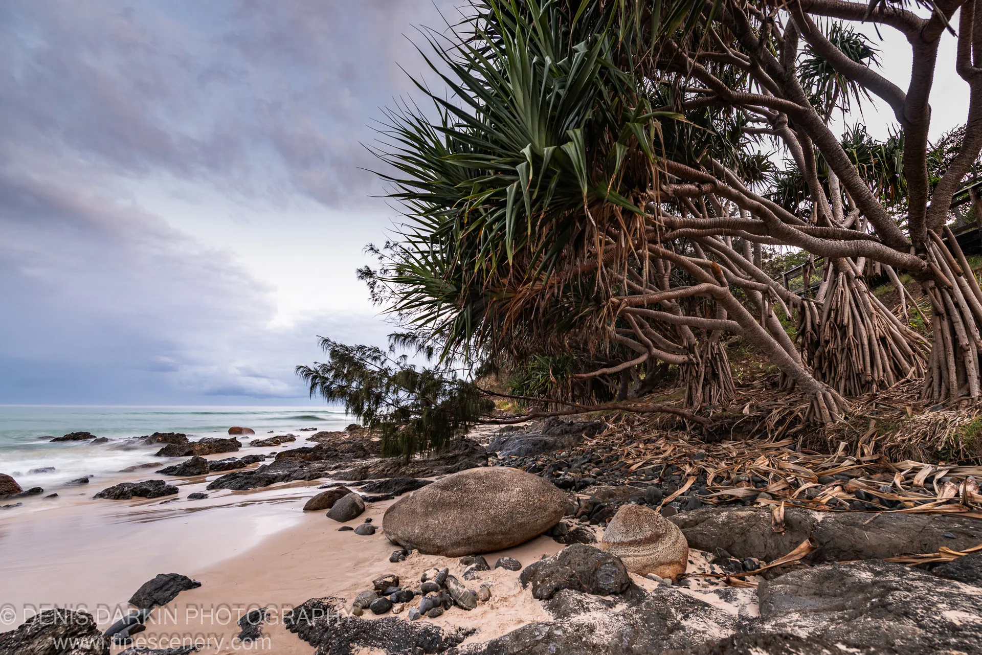 Pandanus trees lean over a rocky Queensland beach at predawn, dry fronds on smooth boulders, long-exposure waves rendered silky around dark volcanic rocks.