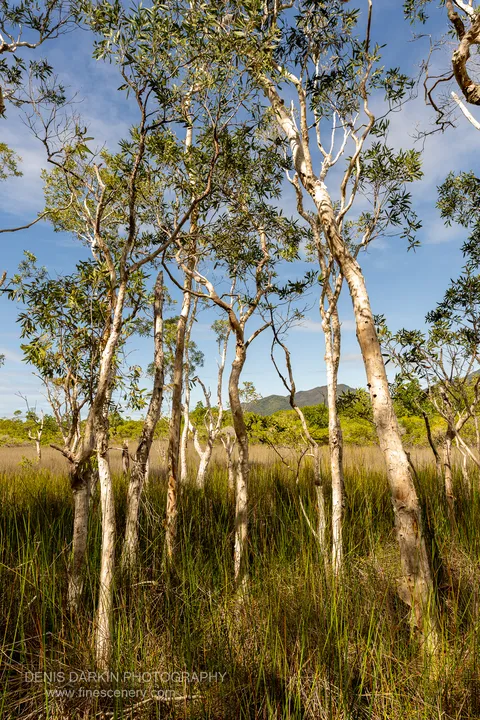 Slender white-barked paperbark trees rise from a green sedge wetland on Hinchinbrook Island, with a forested mountain low on the horizon under a blue sky.