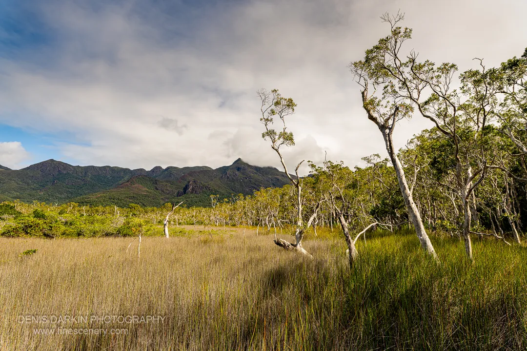 nature photograph. V. 20mm.