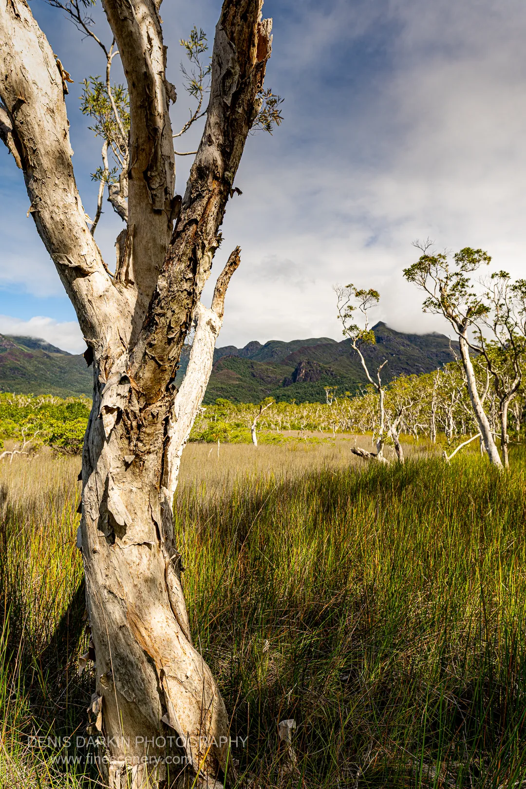 nature photograph. V. 20mm.