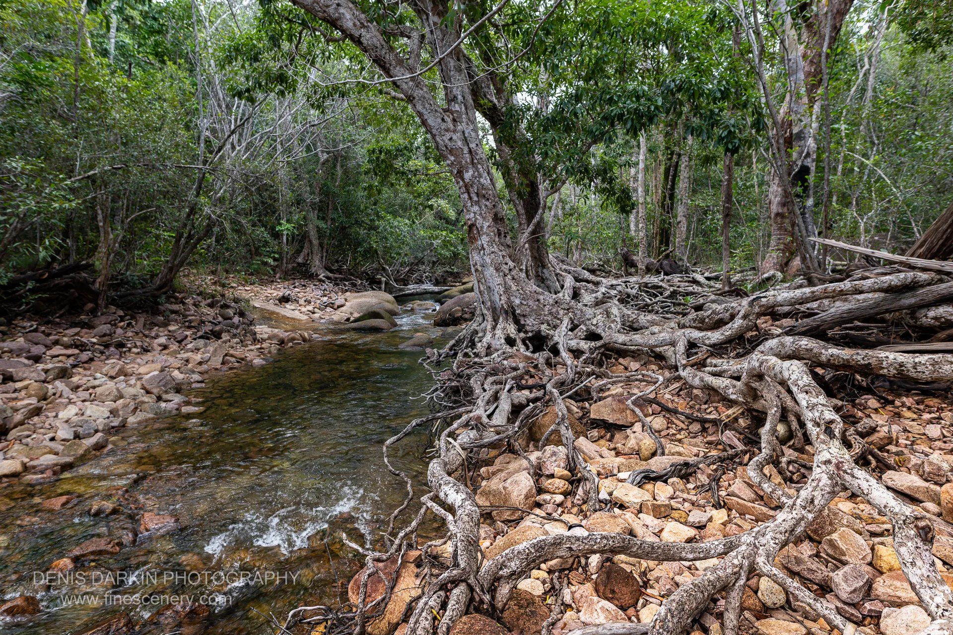 Pale exposed tree roots grip a cobbled bank beside a clear shallow creek running through dense green rainforest on Hinchinbrook Island.