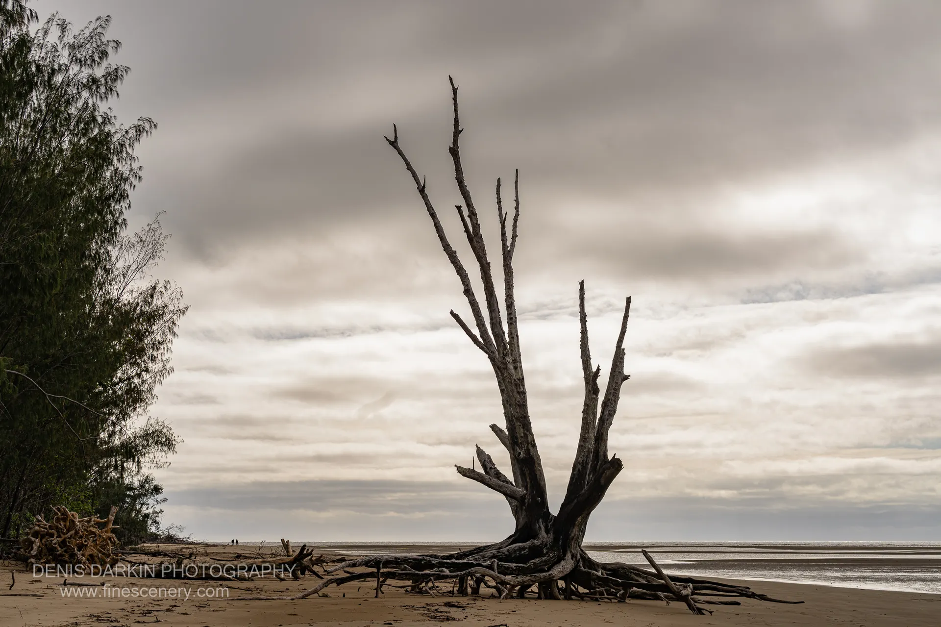 A bare grey dead tree with exposed splayed roots stands alone on a wide tidal flat at Hinchinbrook Island, under a heavy overcast sky.