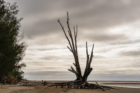 A bare grey dead tree with exposed splayed roots stands alone on a wide tidal flat at Hinchinbrook Island, under a heavy overcast sky.