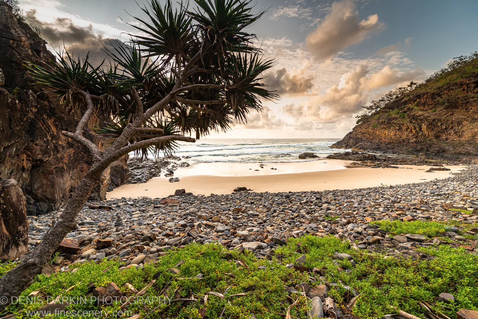 Pandanus palm and low vegetation in the foreground of a pebble shore and sandy beach on the Queensland coast at dawn.