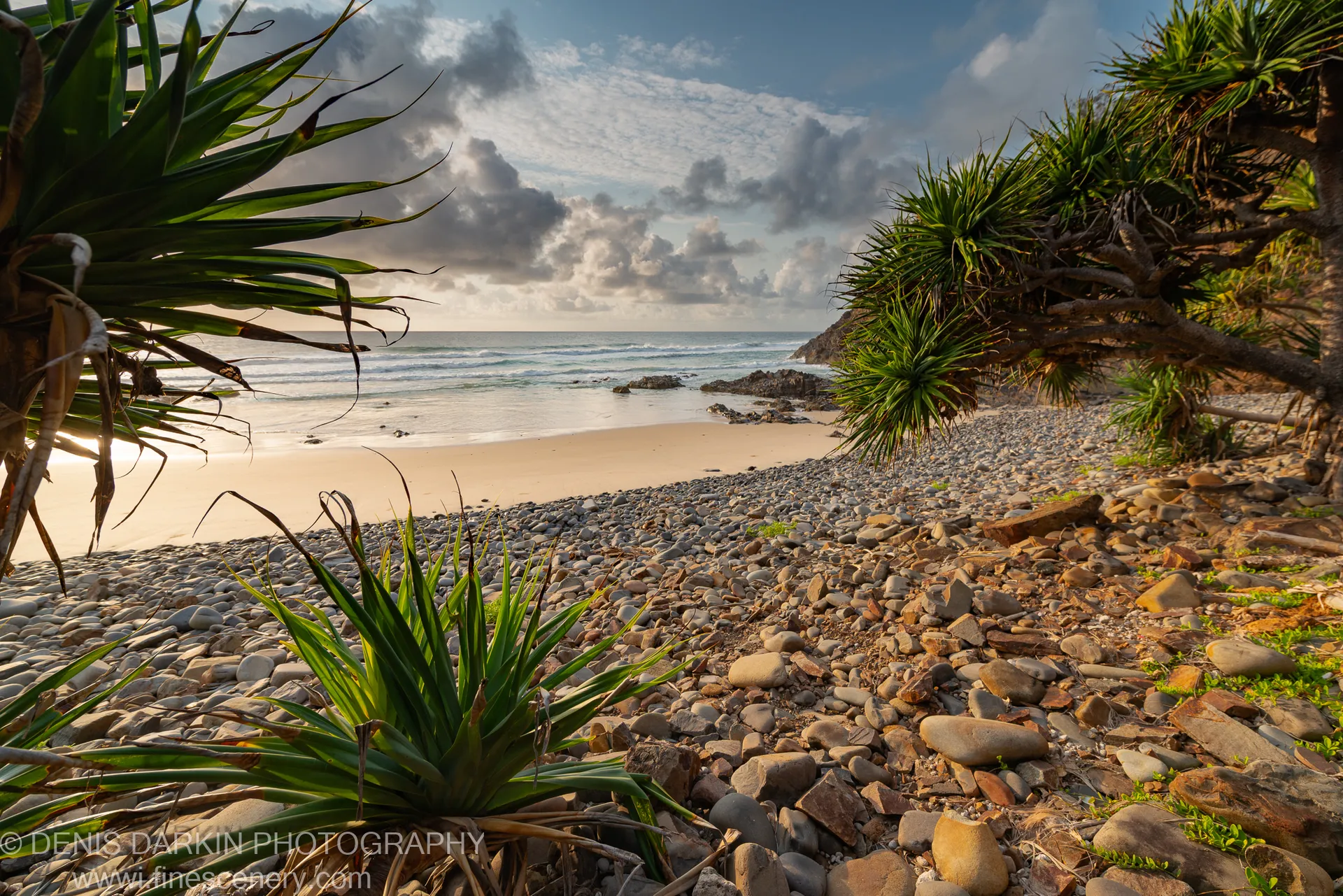 Pandanus fronds close up, with warm dawn light filtering onto a sandy cove and pebble foreshore on the Queensland coast.