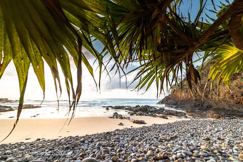 Backlit pandanus fronds arch over smooth grey pebbles and a sandy cove, with sunlight filtering through the canopy at dawn.