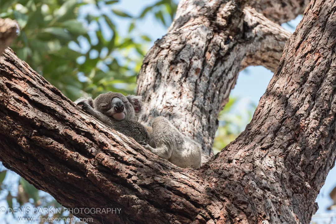A koala sleeps wedged in the fork of a large eucalyptus branch, its grey fur contrasting with the rough sun-baked bark.