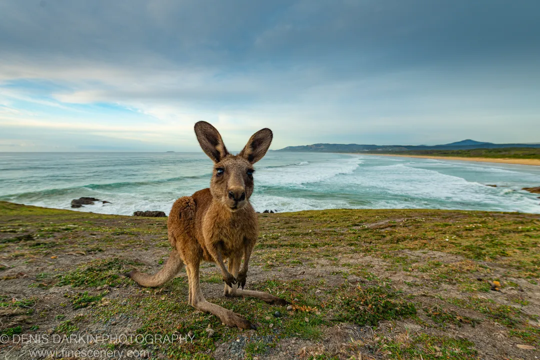 A kangaroo stands alert on a grassy clifftop above Coffs Harbor, the New South Wales coastline and breaking surf extending behind it.
