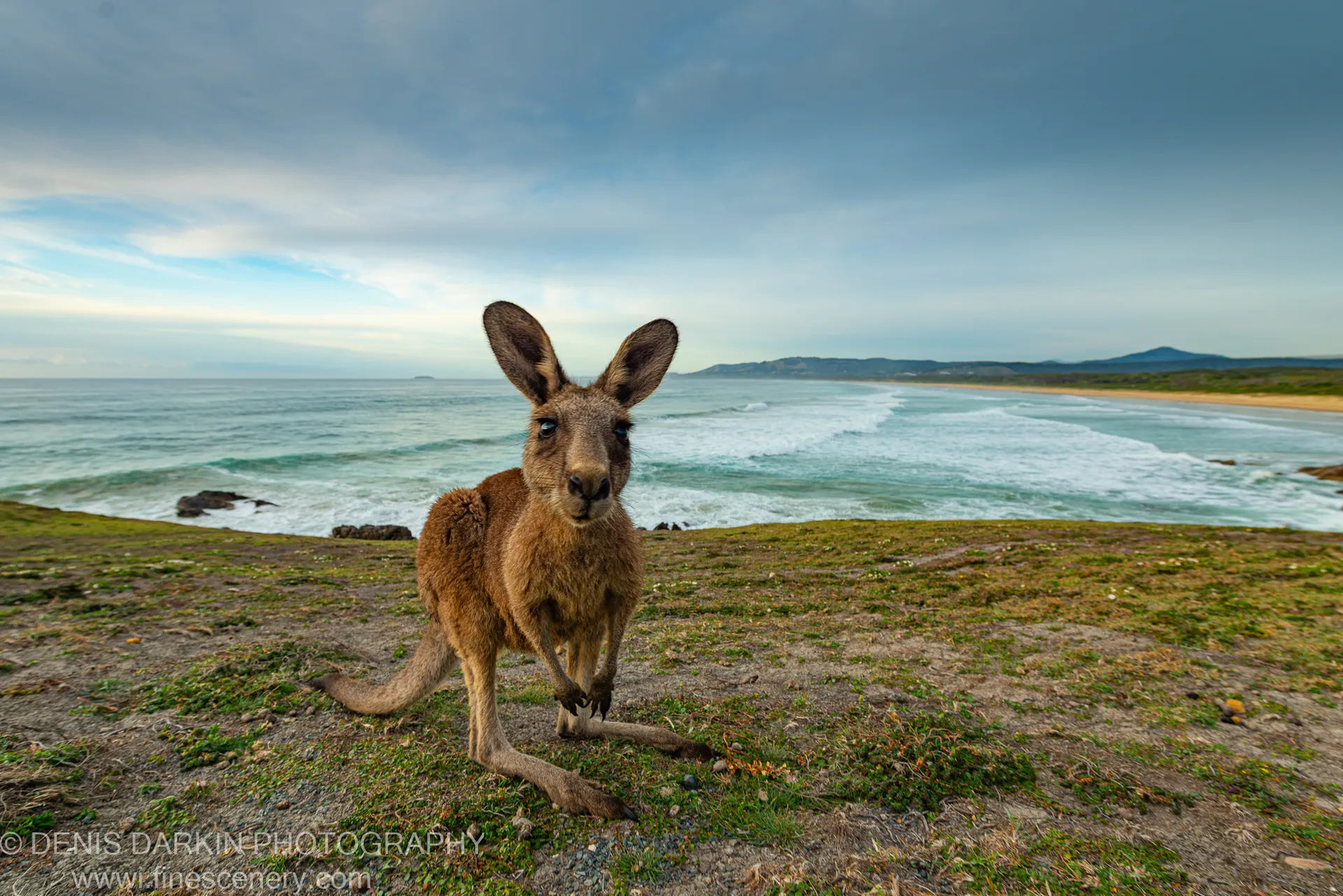 A kangaroo stands alert on a grassy clifftop above Coffs Harbor, the New South Wales coastline and breaking surf extending behind it.