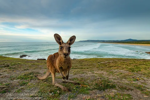 A kangaroo stands alert on a grassy clifftop above Coffs Harbor, the New South Wales coastline and breaking surf extending behind it.