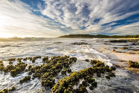 Green algae-covered rock platform curving toward a tree-lined headland on the New South Wales coast at summer dawn, with streaky clouds above.