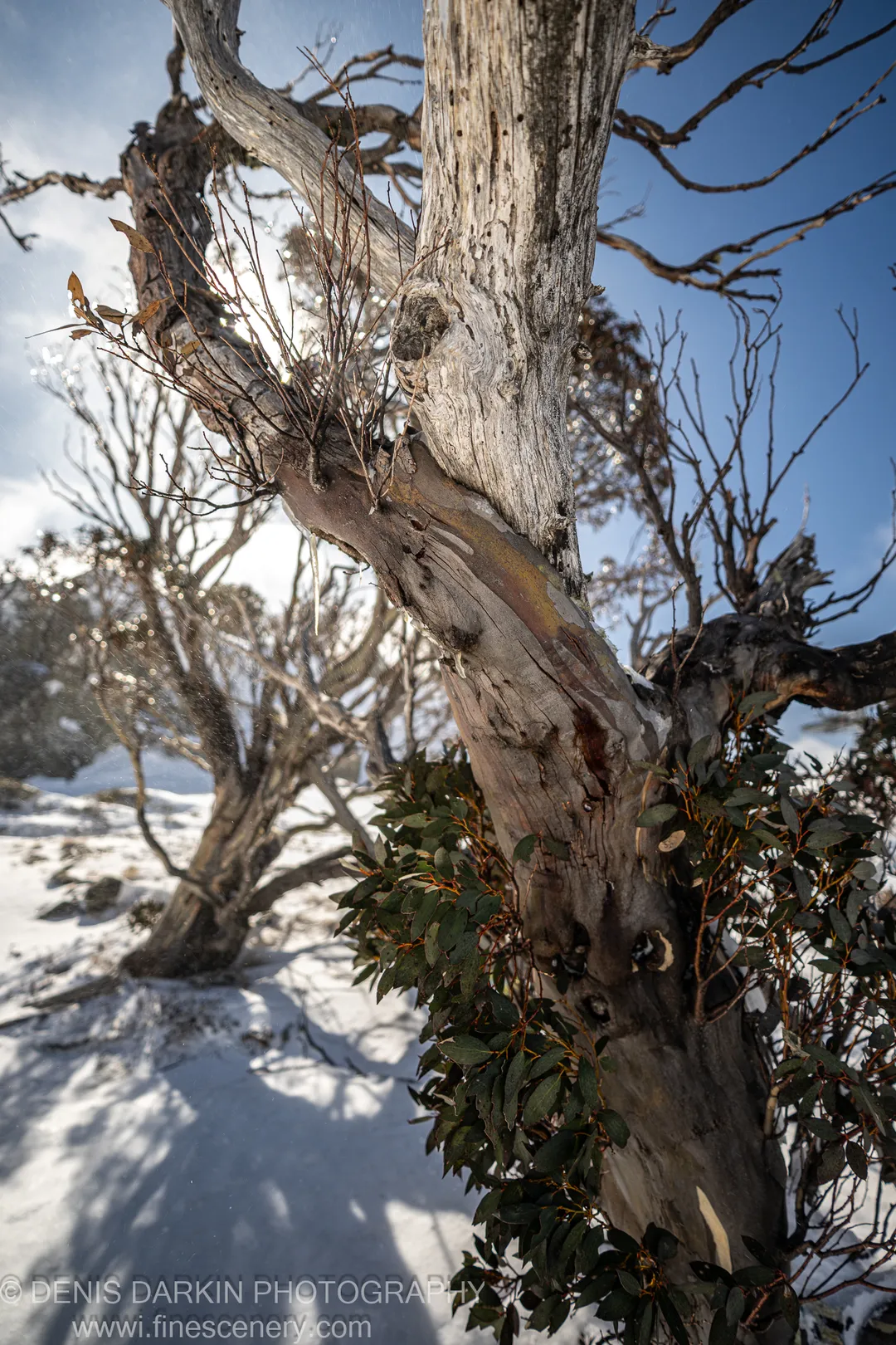 Snowboarding with DSLR 2025