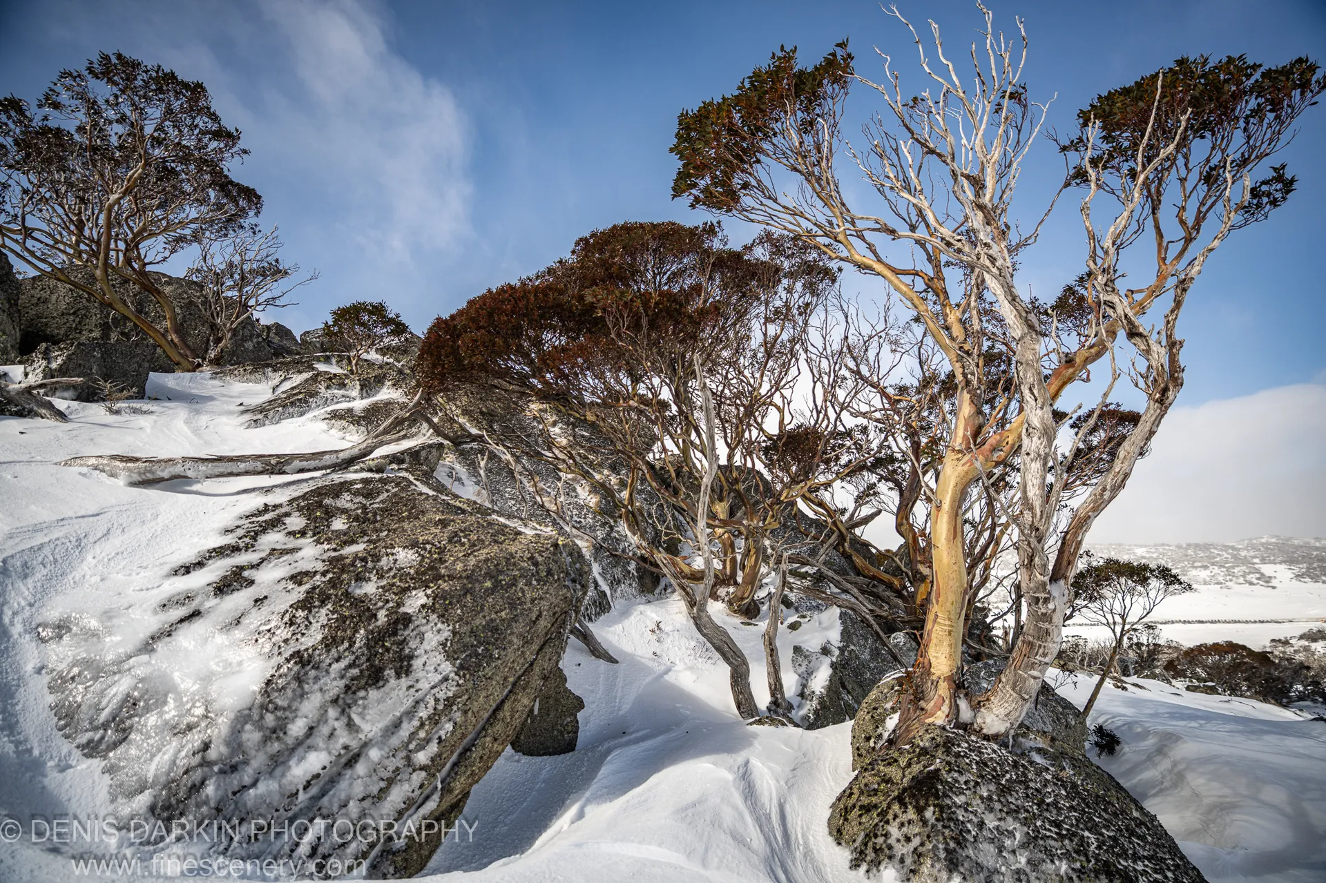Gnarled eucalyptus trees with peeling bark grow from granite boulders dusted with fresh snow at Perisher Valley in the Snowy Mountains.