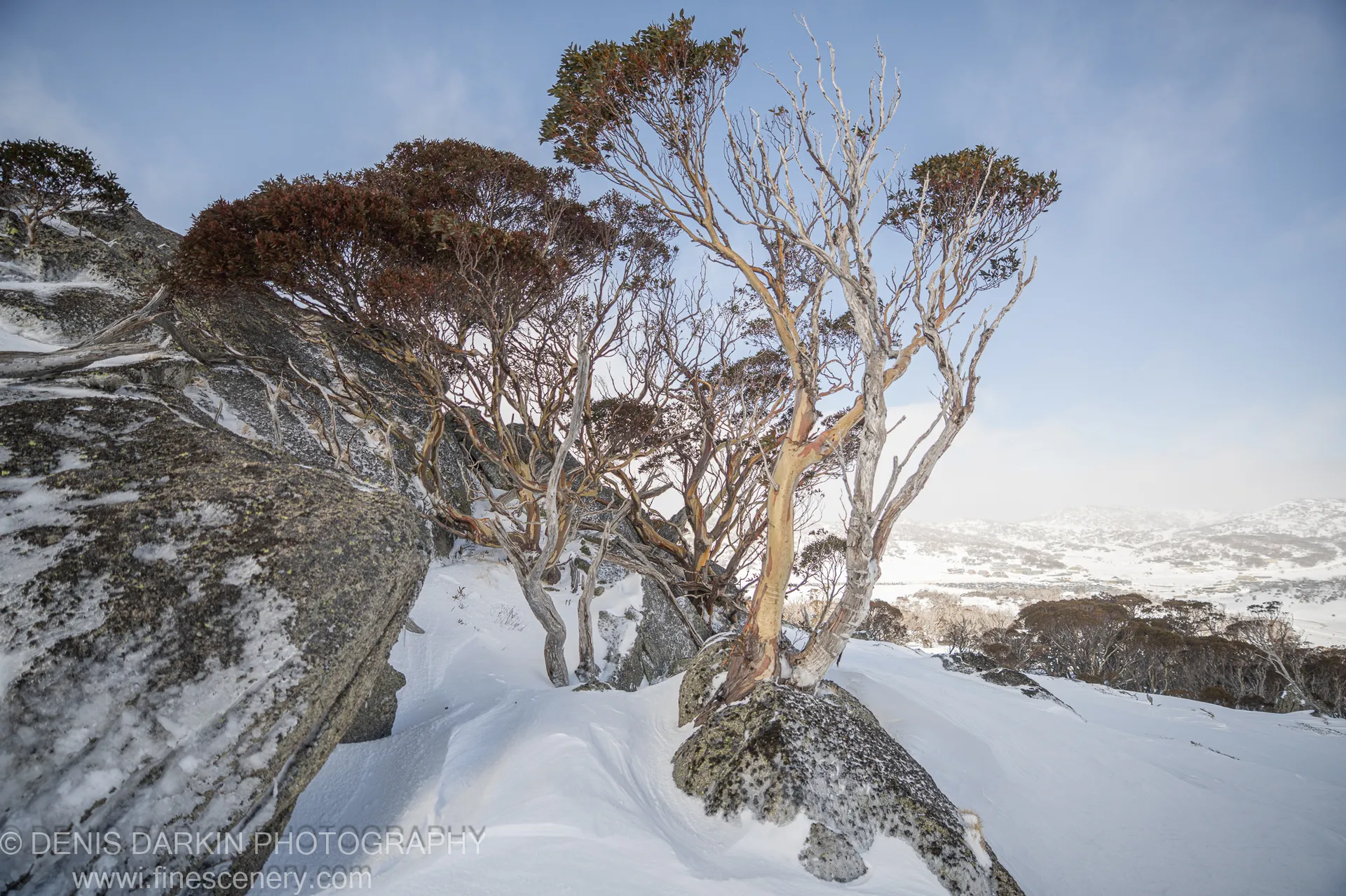 Weathered eucalyptus trees rise from a snow-dusted rocky outcrop at Perisher Valley, with a snow-covered alpine valley visible in the distance.