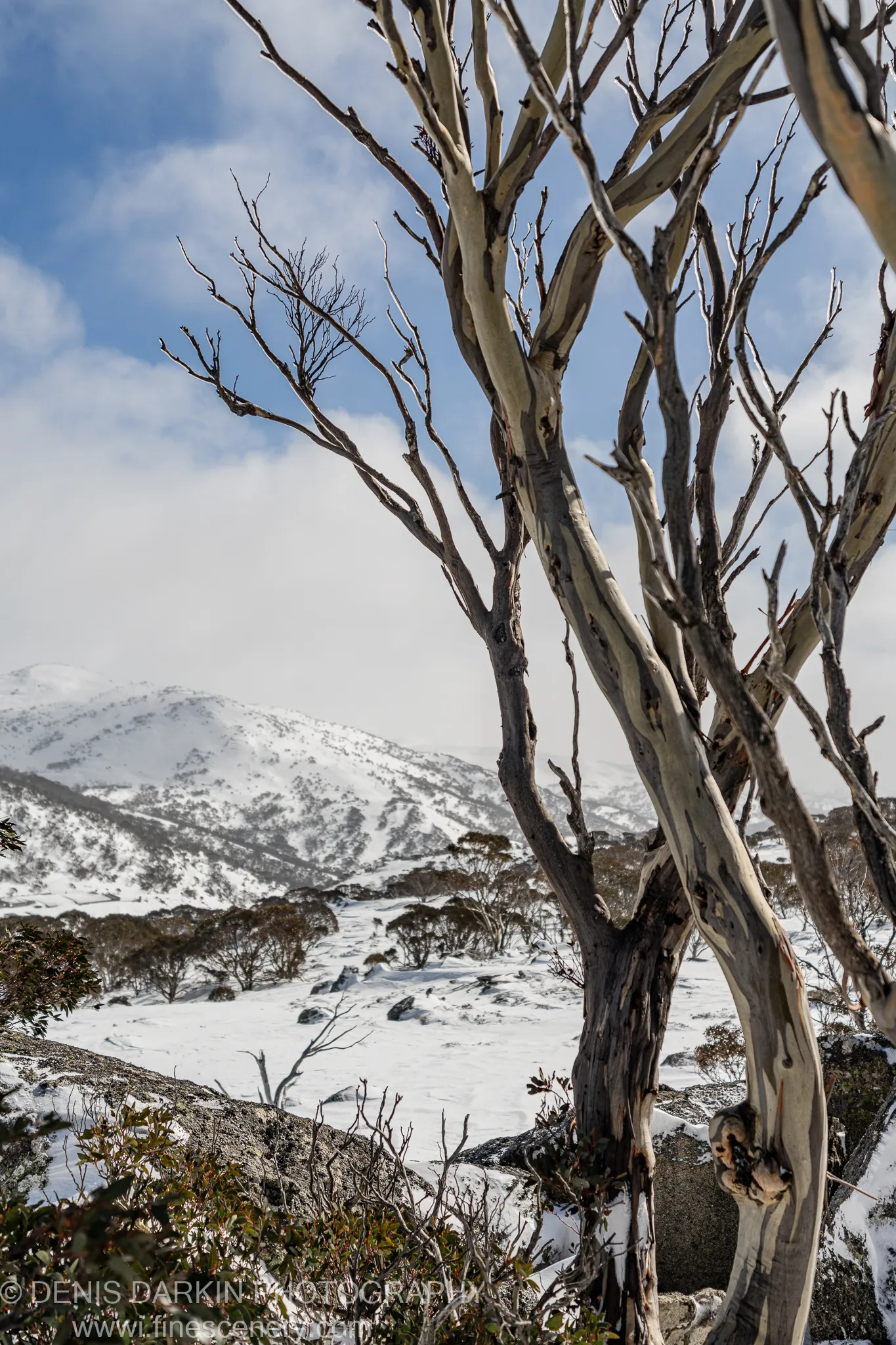 A weathered eucalyptus tree stands before a view of snow-covered mountains and dormant vegetation at Perisher Valley, New South Wales.