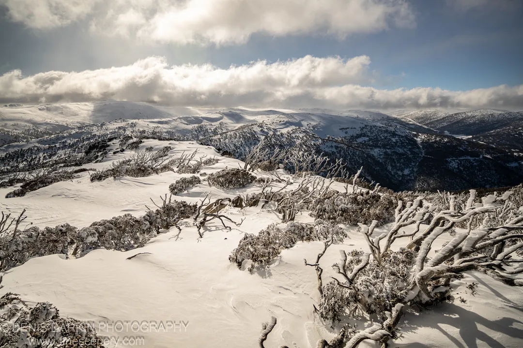 Frost-laden branches in the foreground contrast with a vast expanse of snow-covered alpine terrain and cumulus clouds above Perisher Valley.