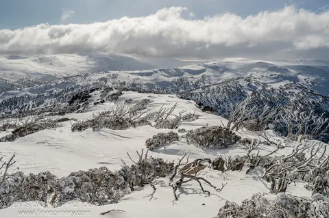 Skeletal bare branches push through deep snowdrifts at Perisher Valley, with snow-covered ridges extending toward low winter clouds in the distance.