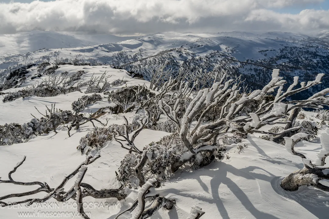 Twisted snow-laden branches cast long shadows across undulating snowfields at Perisher Valley, with mountain peaks visible under a partly cloudy sky.