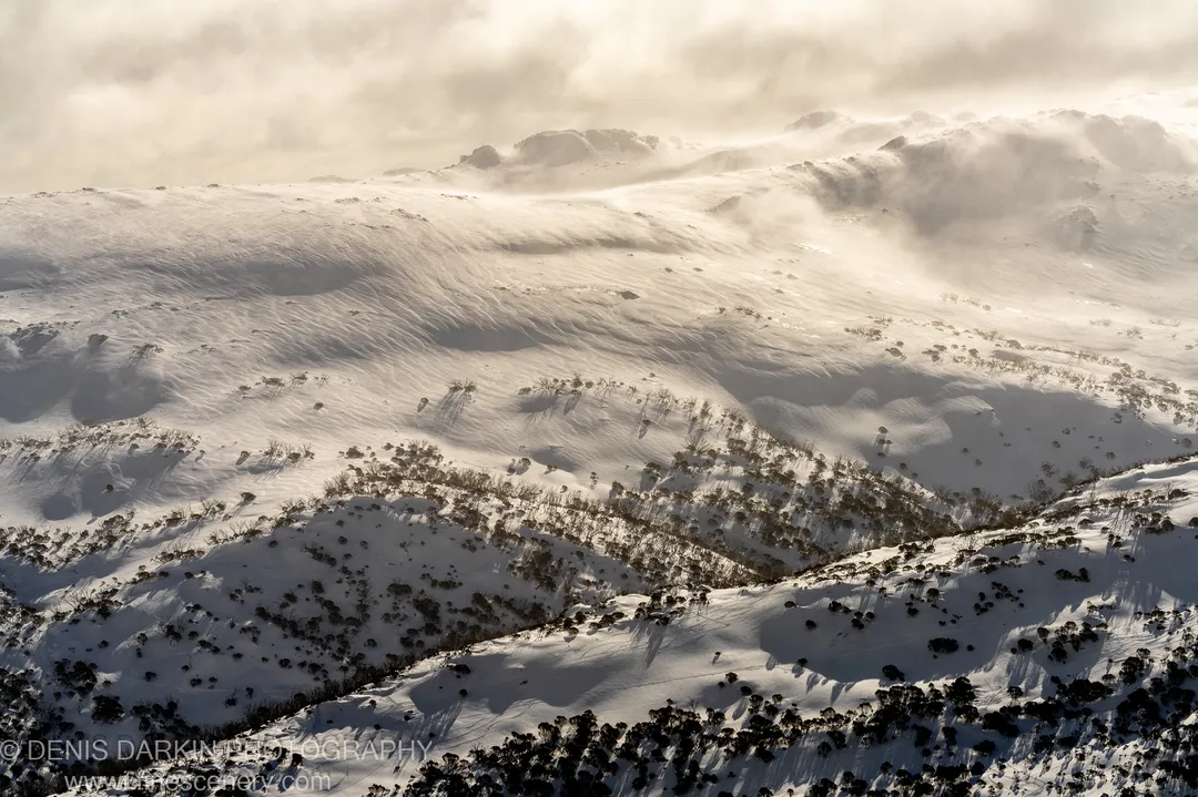 Wind-carved ripples texture the snow across rolling Perisher hillsides, where dark shrubs cast long afternoon shadows on the white surface.