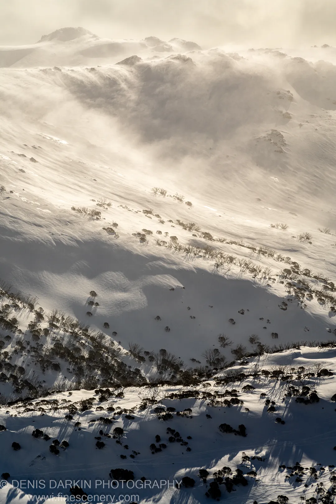 A steep alpine face textured with wind-swept snow and dark shrubs, strong lateral sun from the left casting long shadows at Perisher Valley.