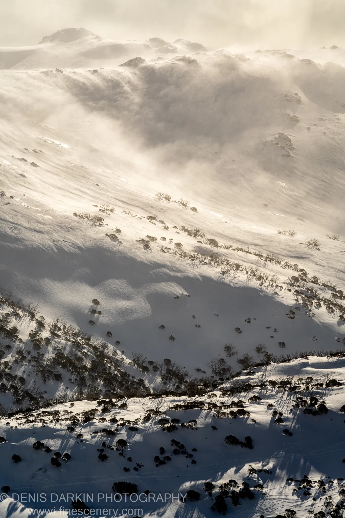 A steep alpine face textured with wind-swept snow and dark shrubs, strong lateral sun from the left casting long shadows at Perisher Valley.