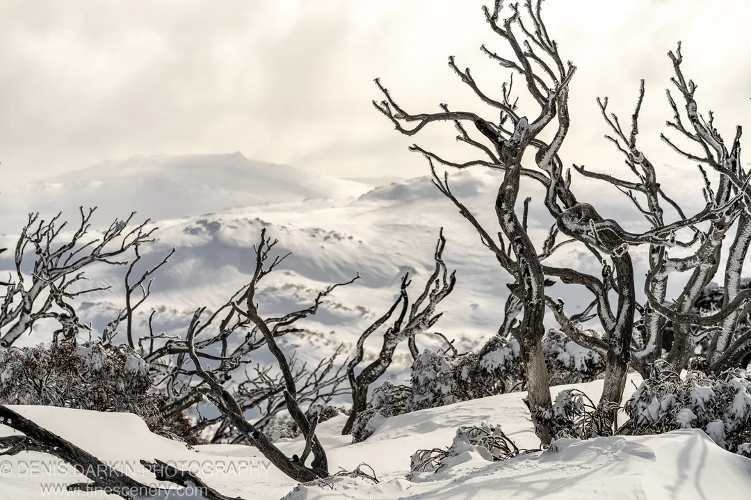 Twisted frost-covered dead tree trunks standing in deep snow at Perisher Valley, with mist-covered rolling hills receding into soft winter light beyond.