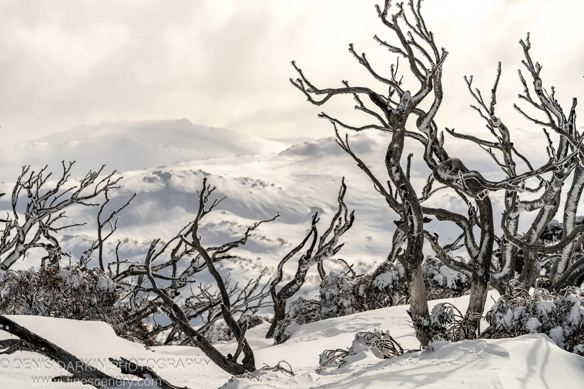 Twisted frost-covered dead tree trunks standing in deep snow at Perisher Valley, with mist-covered rolling hills receding into soft winter light beyond.