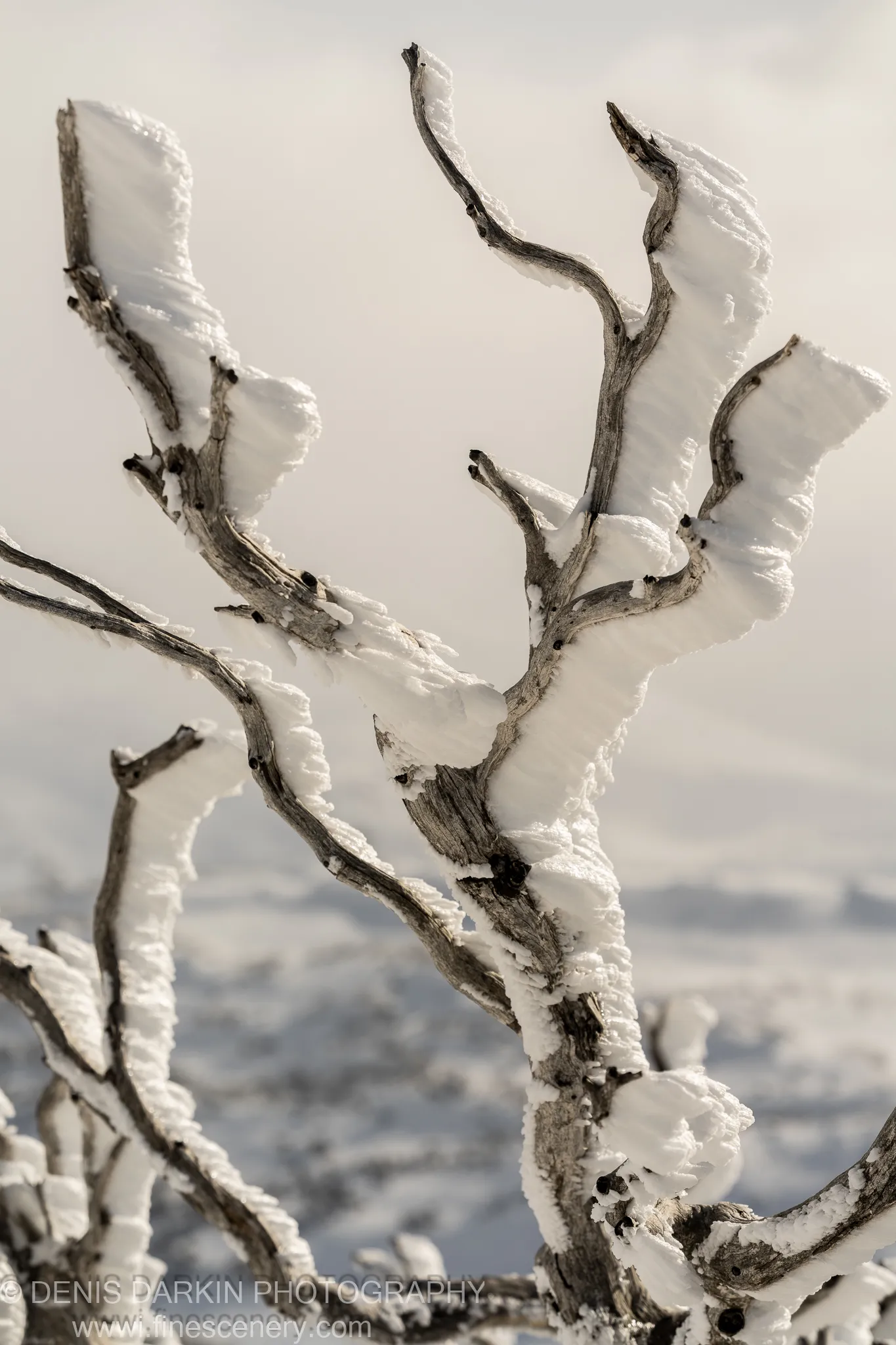 Thick rime ice coating the skeletal branches of a dead tree at Perisher, the twisted white structure isolated against a soft pale sky.