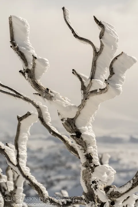Thick rime ice coating the skeletal branches of a dead tree at Perisher, the twisted white structure isolated against a soft pale sky.