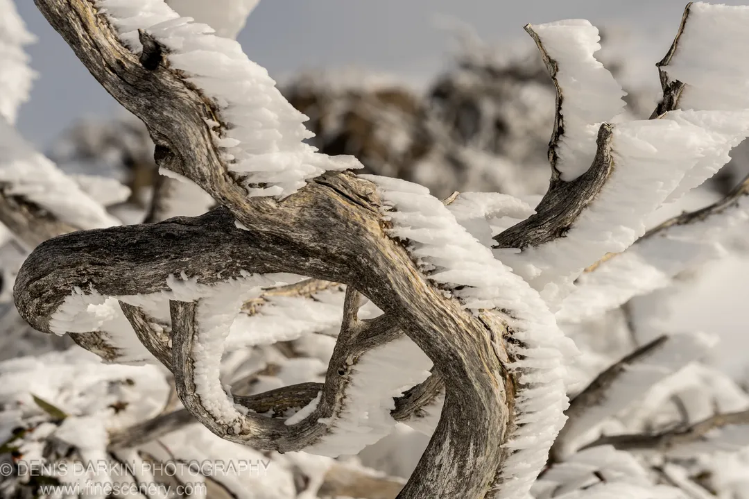 Branches coated in thick crystalline rime ice at Perisher Valley, dark charcoal bark contrasting sharply with the white frozen accumulation in diffused light.