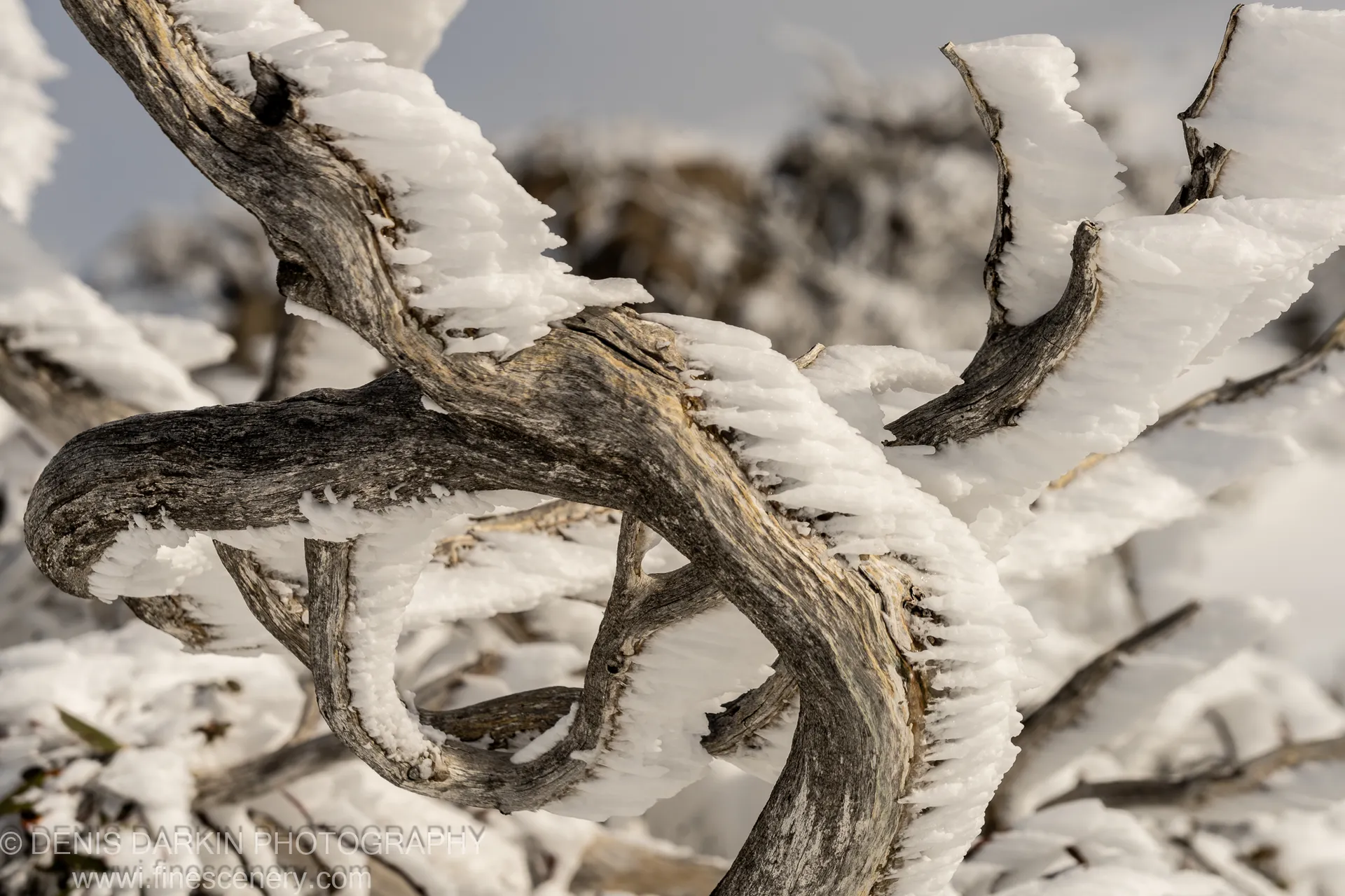Branches coated in thick crystalline rime ice at Perisher Valley, dark charcoal bark contrasting sharply with the white frozen accumulation in diffused light.