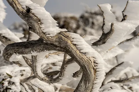 Branches coated in thick crystalline rime ice at Perisher Valley, dark charcoal bark contrasting sharply with the white frozen accumulation in diffused light.