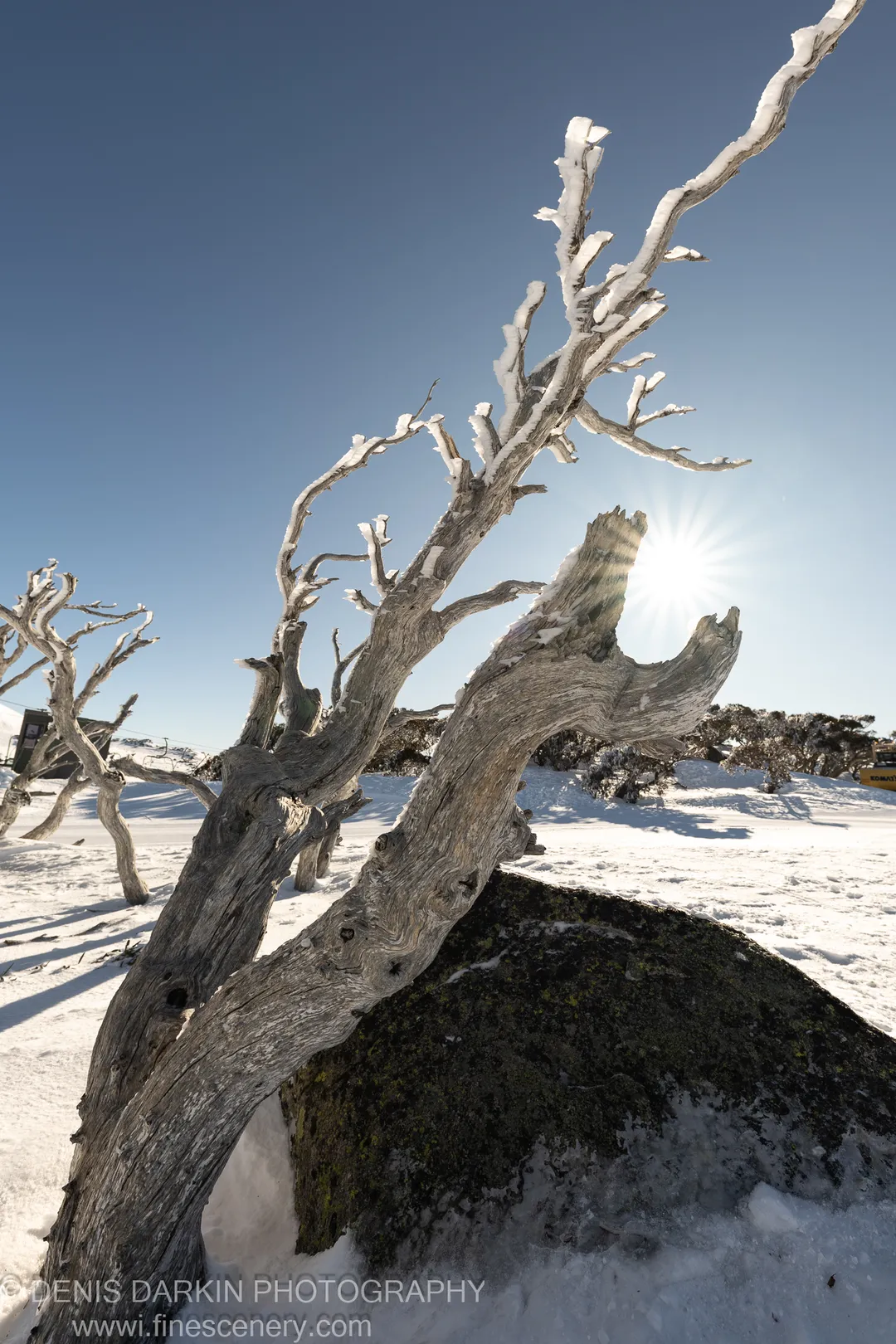 Weathered dead tree and mossy boulder at Perisher Valley, with a sunburst radiating from behind the broken upper branch into deep blue winter sky.