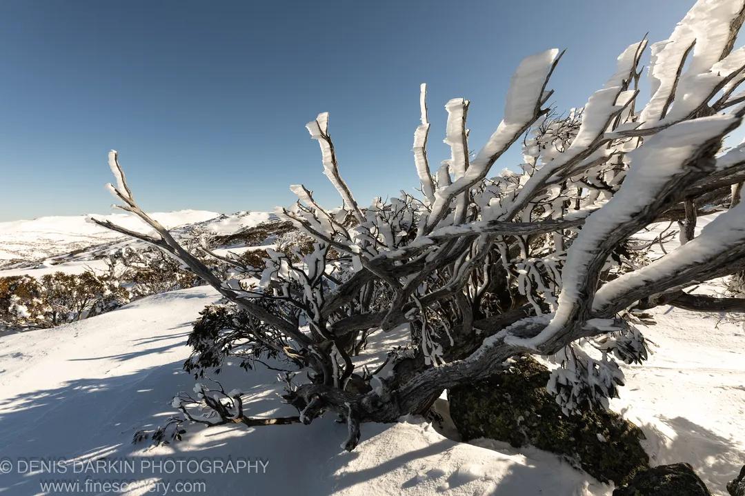 Alpine shrub encased in thick rime ice at Perisher, with long shadows across the snow ridge and distant hills under a clear blue sky.