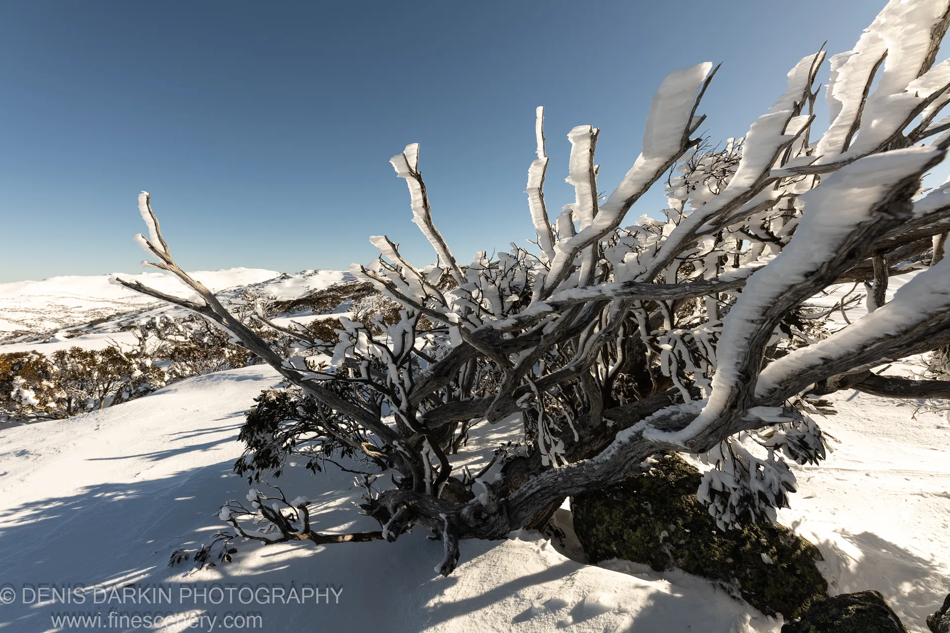 Alpine shrub encased in thick rime ice at Perisher, with long shadows across the snow ridge and distant hills under a clear blue sky.