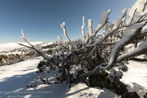 Alpine shrub encased in thick rime ice at Perisher, with long shadows across the snow ridge and distant hills under a clear blue sky.