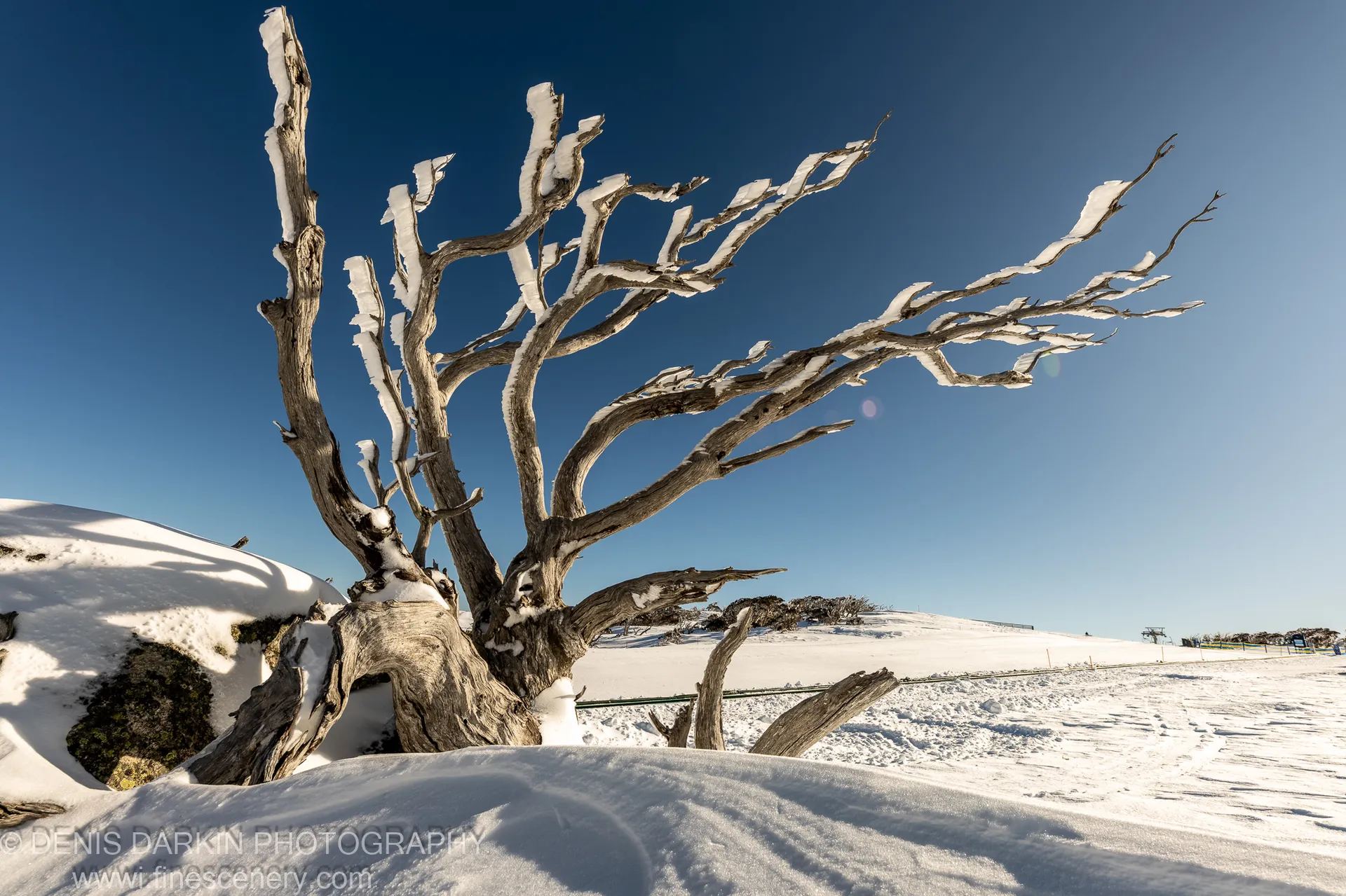 Dead snag with snow-capped branches against a deep blue sky, above textured snow drifts at Perisher Valley, Snowy Mountains.