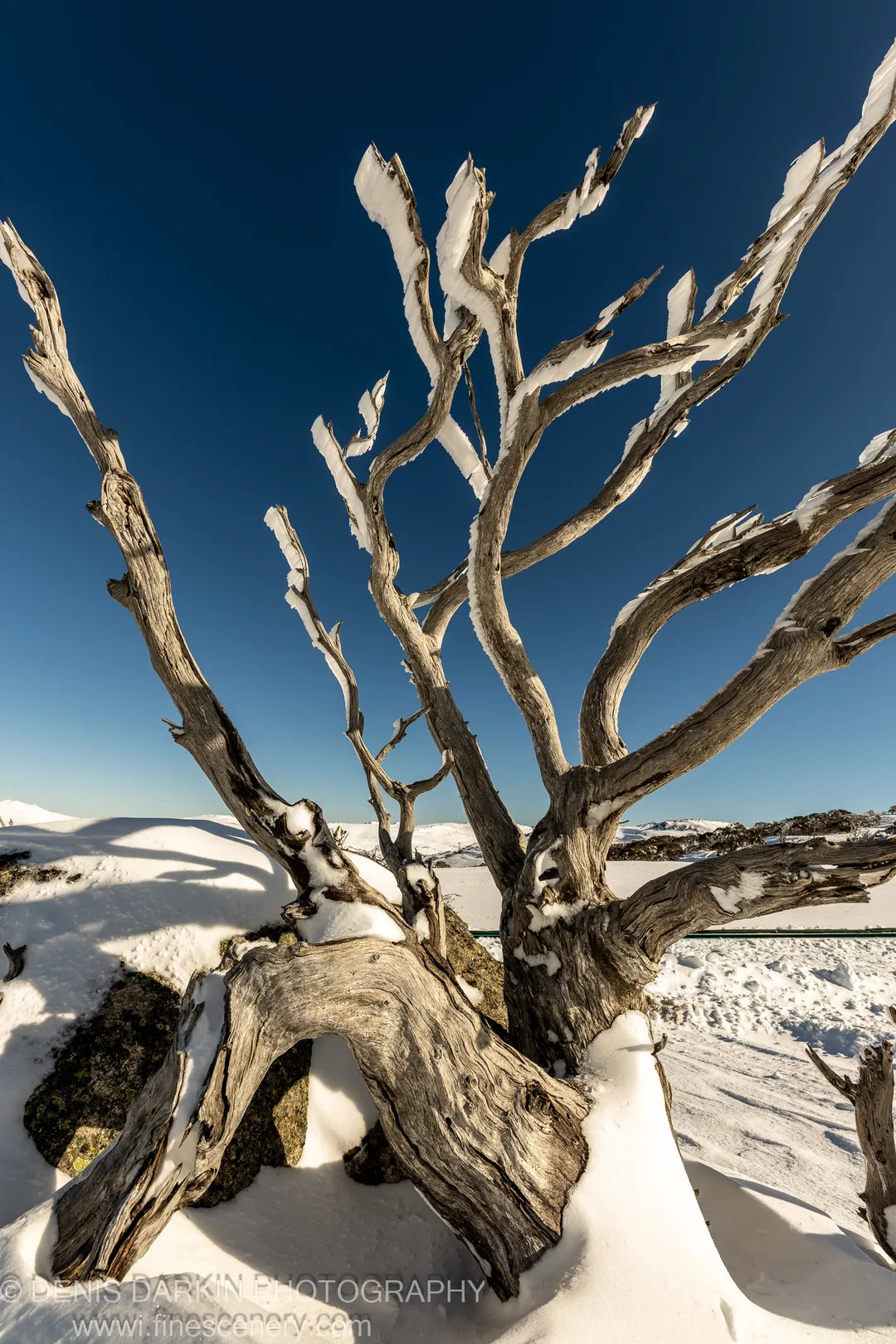 A gnarled, leafless shrub emerges from snow-covered frozen ground at Perisher Valley, its skeletal structure silhouetted against a cloudless blue sky.