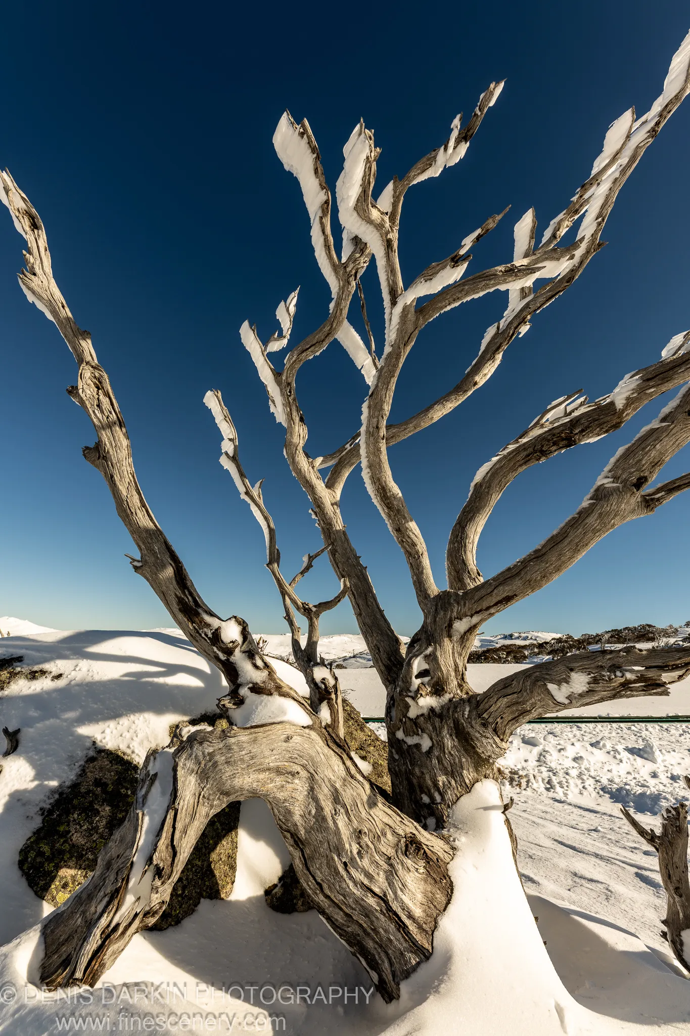 A gnarled, leafless shrub emerges from snow-covered frozen ground at Perisher Valley, its skeletal structure silhouetted against a cloudless blue sky.