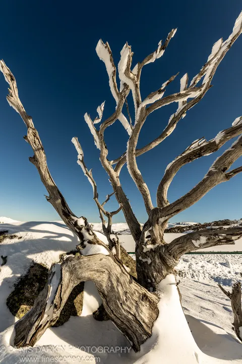 A gnarled, leafless shrub emerges from snow-covered frozen ground at Perisher Valley, its skeletal structure silhouetted against a cloudless blue sky.