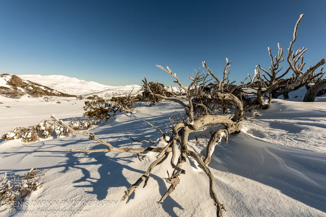A fallen dead tree trunk sprawls across a pristine snowfield at Perisher Valley, its twisted branches casting long shadows on the snow.