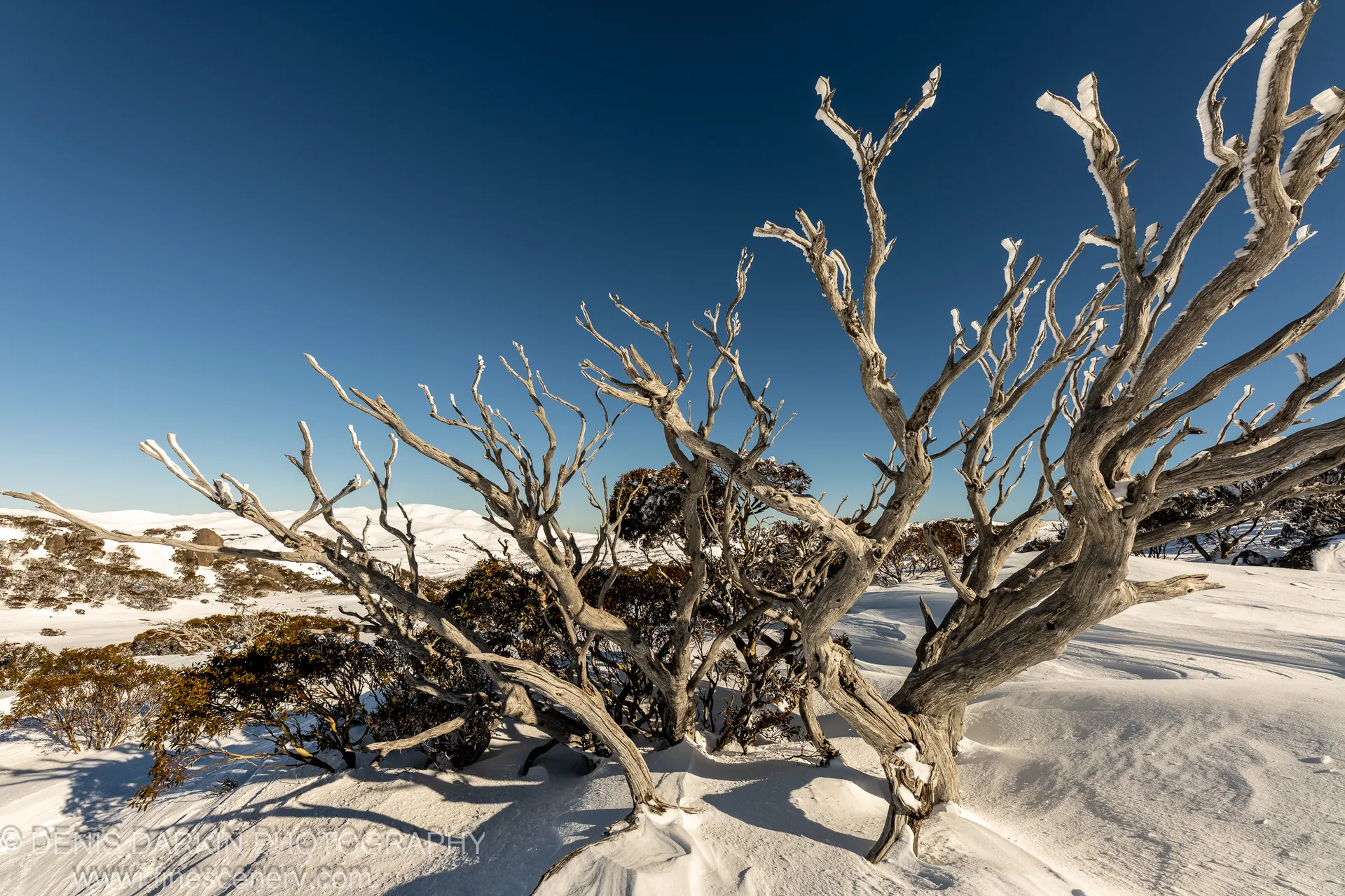 Twisted dead tree branches with frost-dusted tips extend across a deep blue sky above a shadow-patterned snowfield at Perisher Valley.