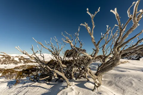 Twisted dead tree branches with frost-dusted tips extend across a deep blue sky above a shadow-patterned snowfield at Perisher Valley.