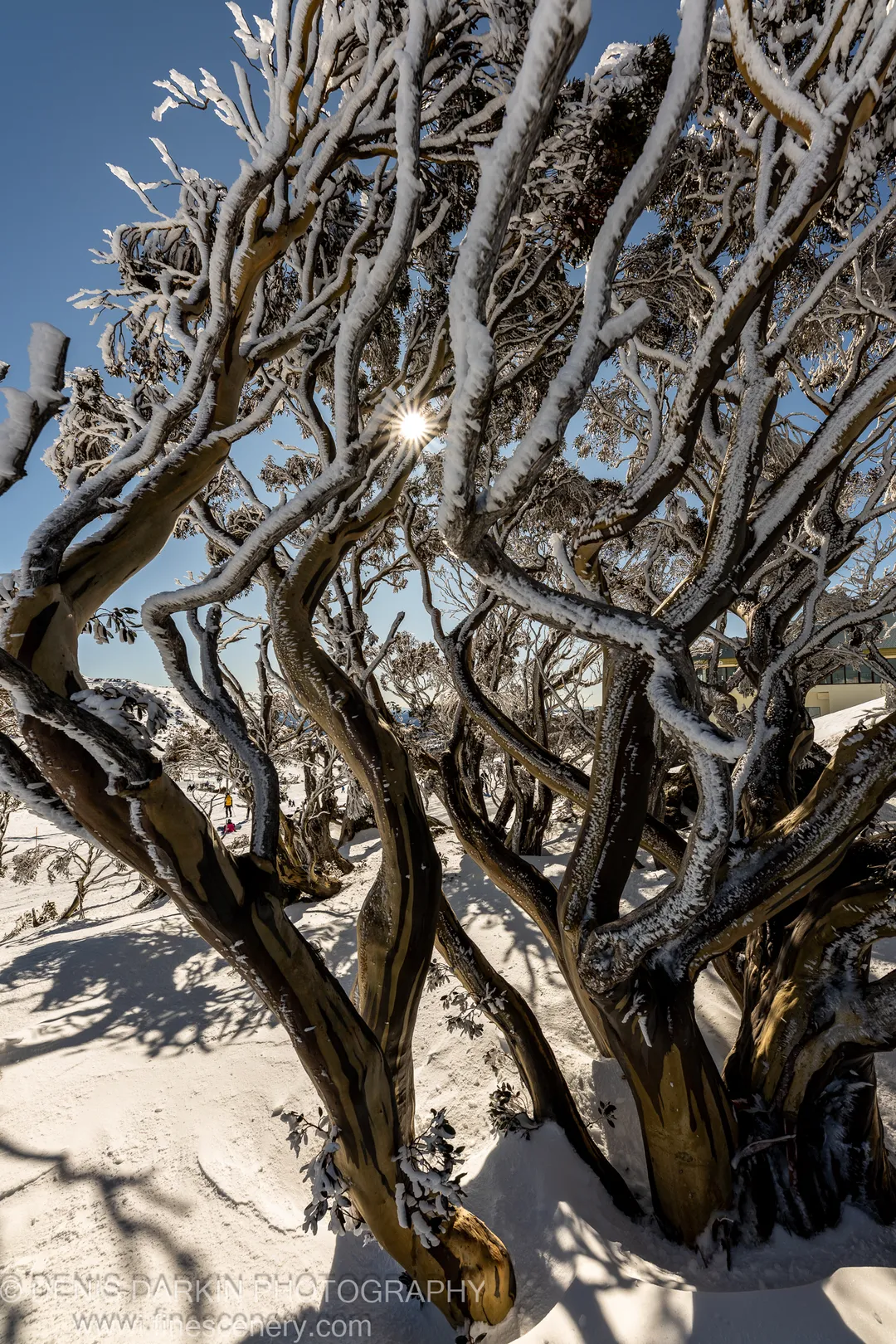 Snow-dusted twisted trunks at Perisher Valley create a lattice around a starburst sun against a deep blue sky, long shadows stretched across the snowfield.