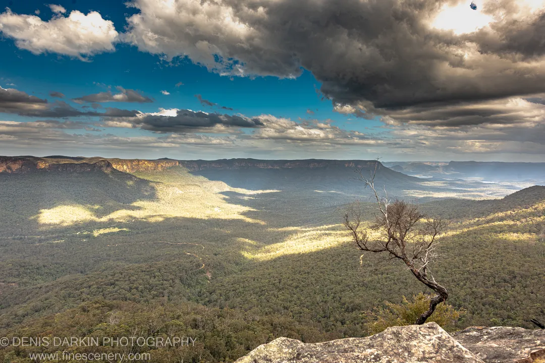 A bare, twisted tree stands on a sandstone ledge above a mist-filled valley in the Blue Mountains, with storm clouds gathering overhead.