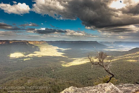 A bare, twisted tree stands on a sandstone ledge above a mist-filled valley in the Blue Mountains, with storm clouds gathering overhead.