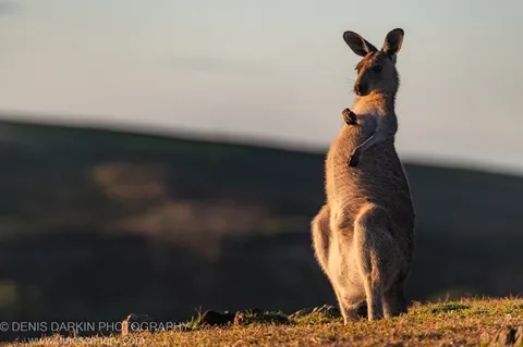 A kangaroo stands on its hind legs on a grassy hilltop near Coffs Harbor, alert and gazing into the distance at dawn.