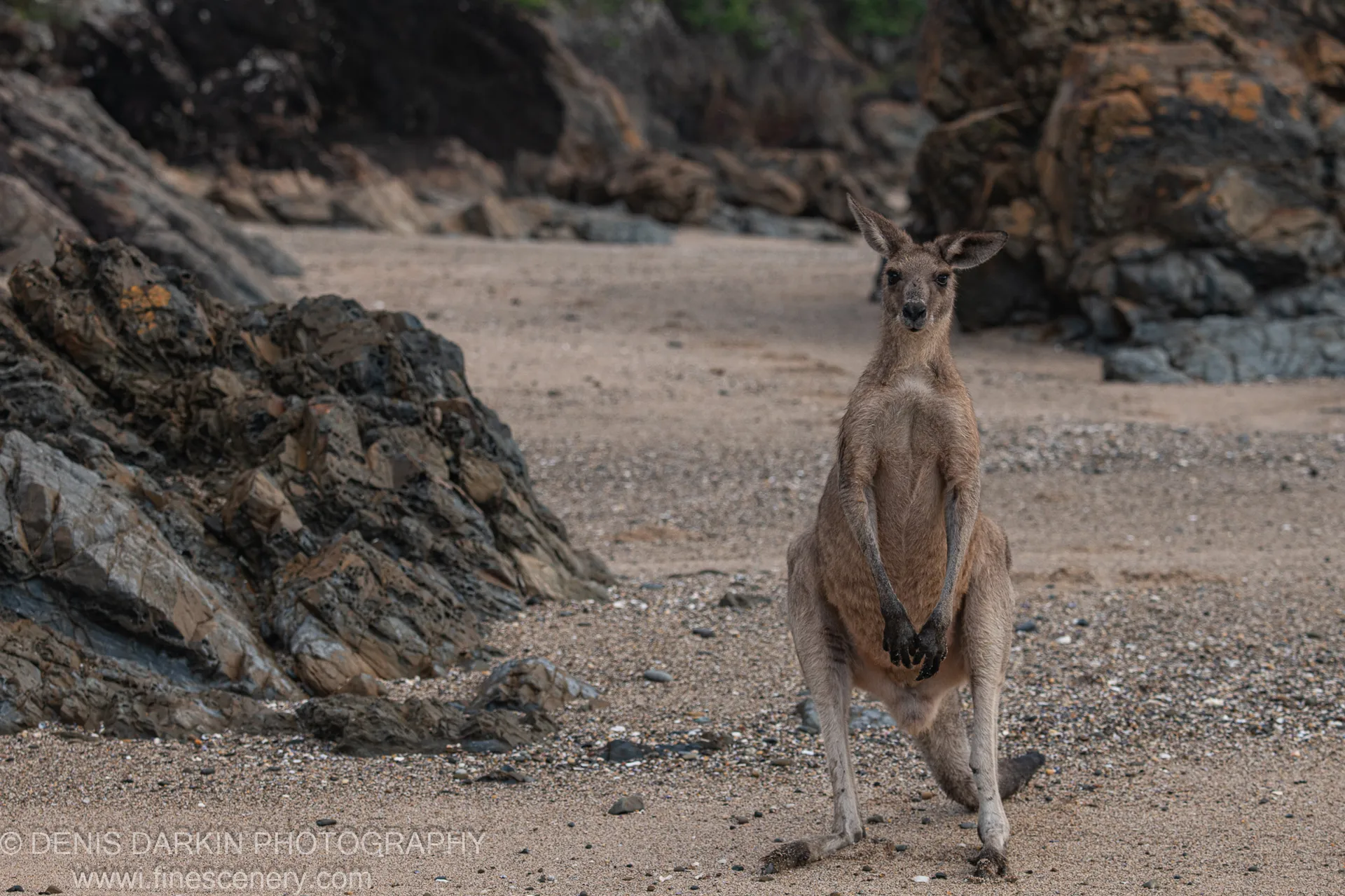 A kangaroo stands upright on a pebbly beach beside lichen-covered rock formations at dawn on the Coffs Harbor coast.